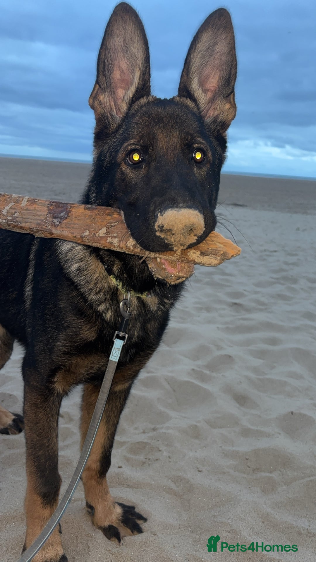 German Shepherd dogs for sale: Scout - Image 4