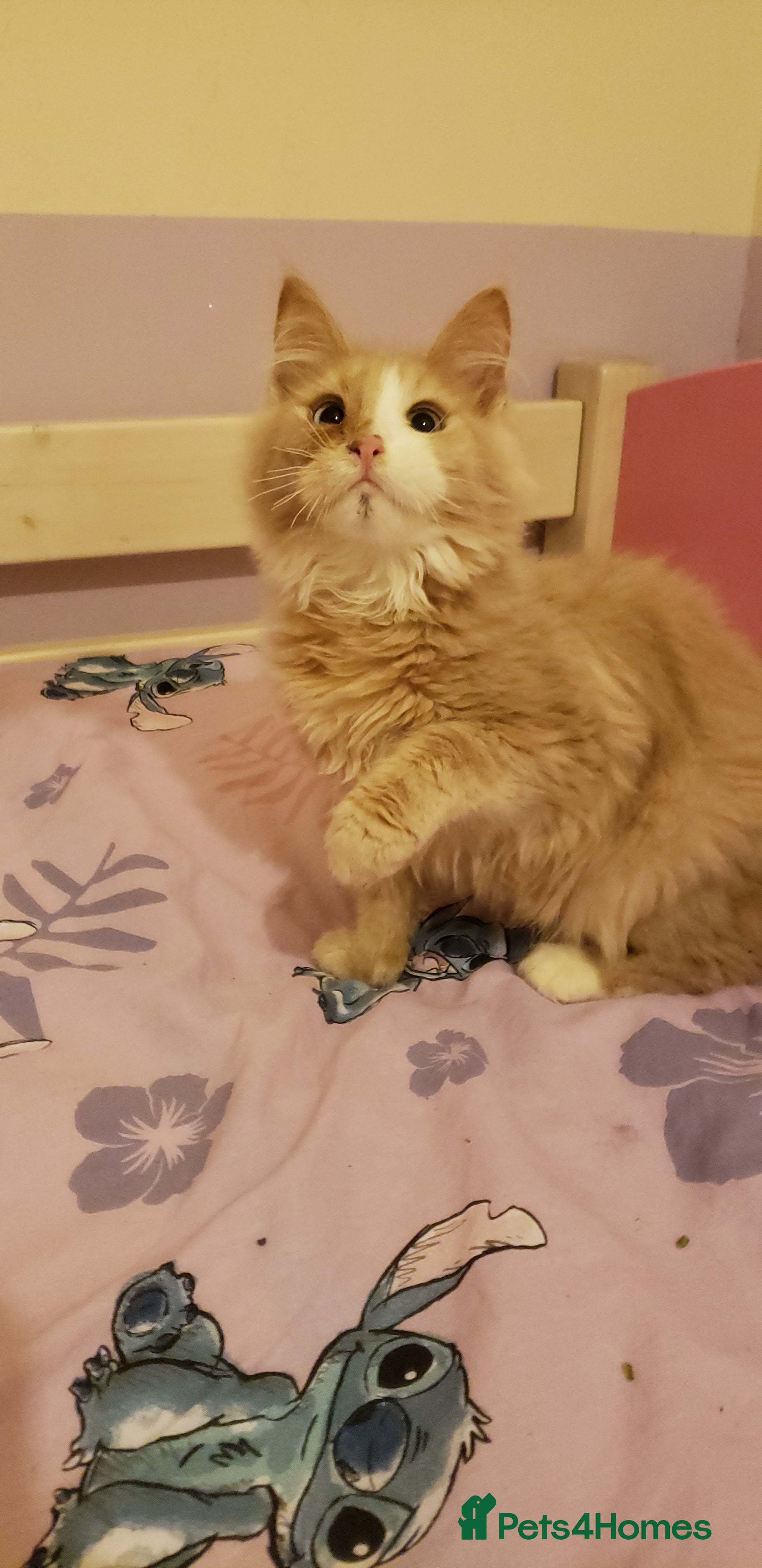 Maine Coon cats None Reg Pure Maine Coons - Advert 12