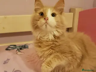 Maine Coon cats None Reg Pure Maine Coons - Advert 12