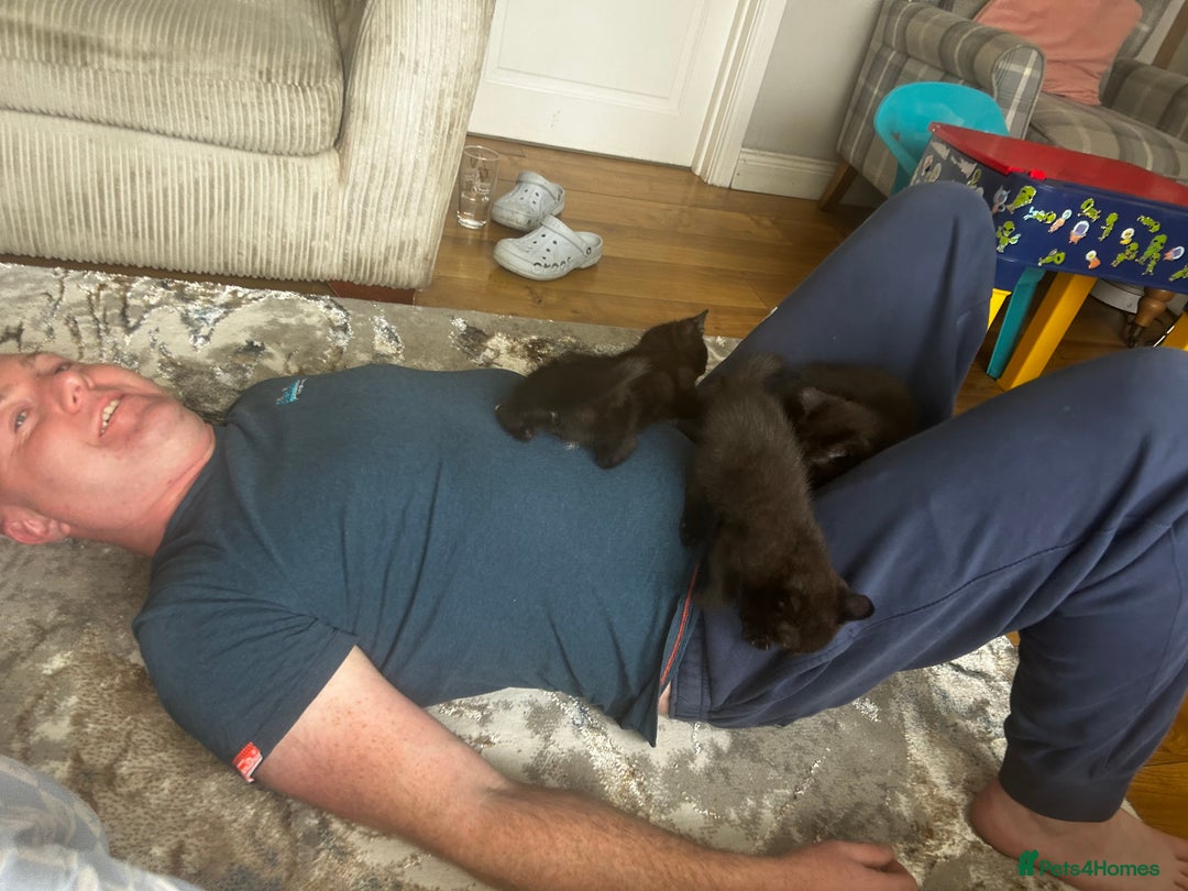 Bombay cats for sale: 3 kittens - Image 4