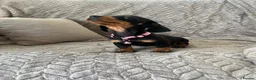 Miniature Dachshund dogs for sale: Miniature Dachshund  - Advert 3