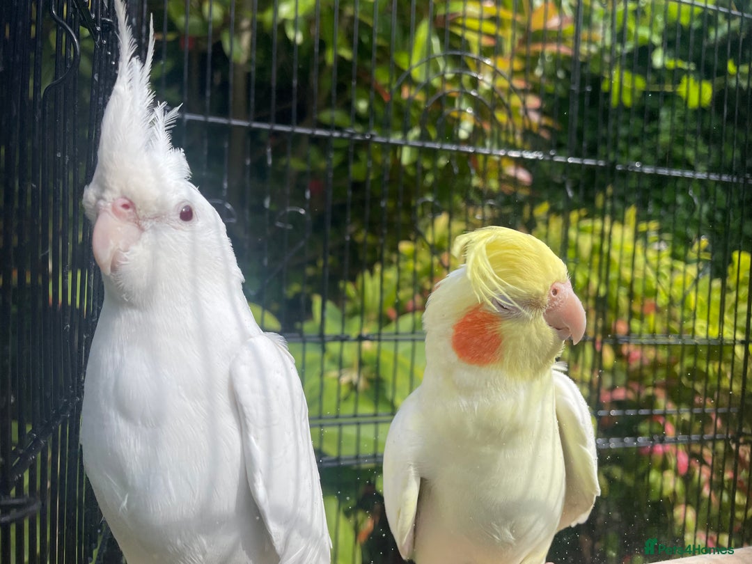 Cockatiels birds for sale: Lutino cockatiel  - Image 4