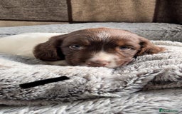 English Springer Spaniel dogs for sale: Quality ESS KC Reg Health Tested Parents 5⭐️ - Image 10