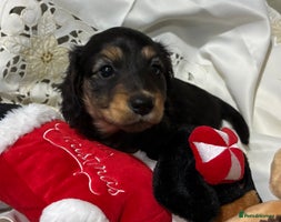 Dachshund dogs - Advert 11