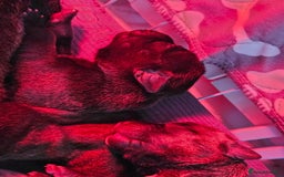 Staffordshire Bull Terrier dogs for sale: Staffy pups - Image 2