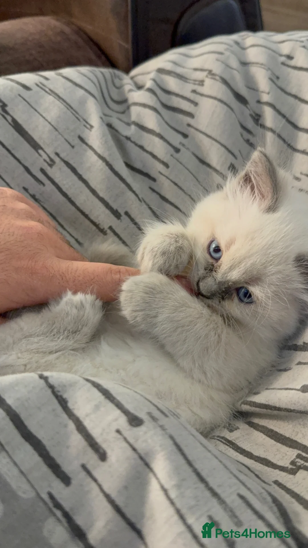 Ragdoll cats for sale: Beautiful Ragdoll Kittens for sale  - Advert 1