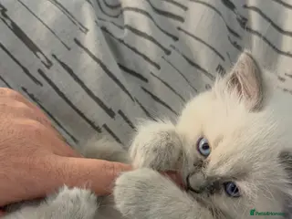 Ragdoll cats Beautiful Ragdoll Kittens for sale - Advert 1