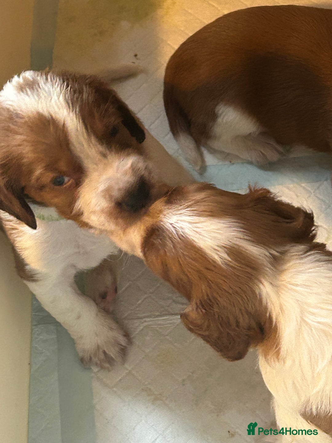 Welsh Springer Spaniel dogs for sale: Kc reg Welsh springer spaniel male puppies - Image 30