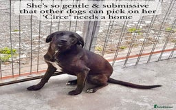 Mixed Breed dogs for adoption: Circe, approx 1 yr old. Available for adoption. - Image 3