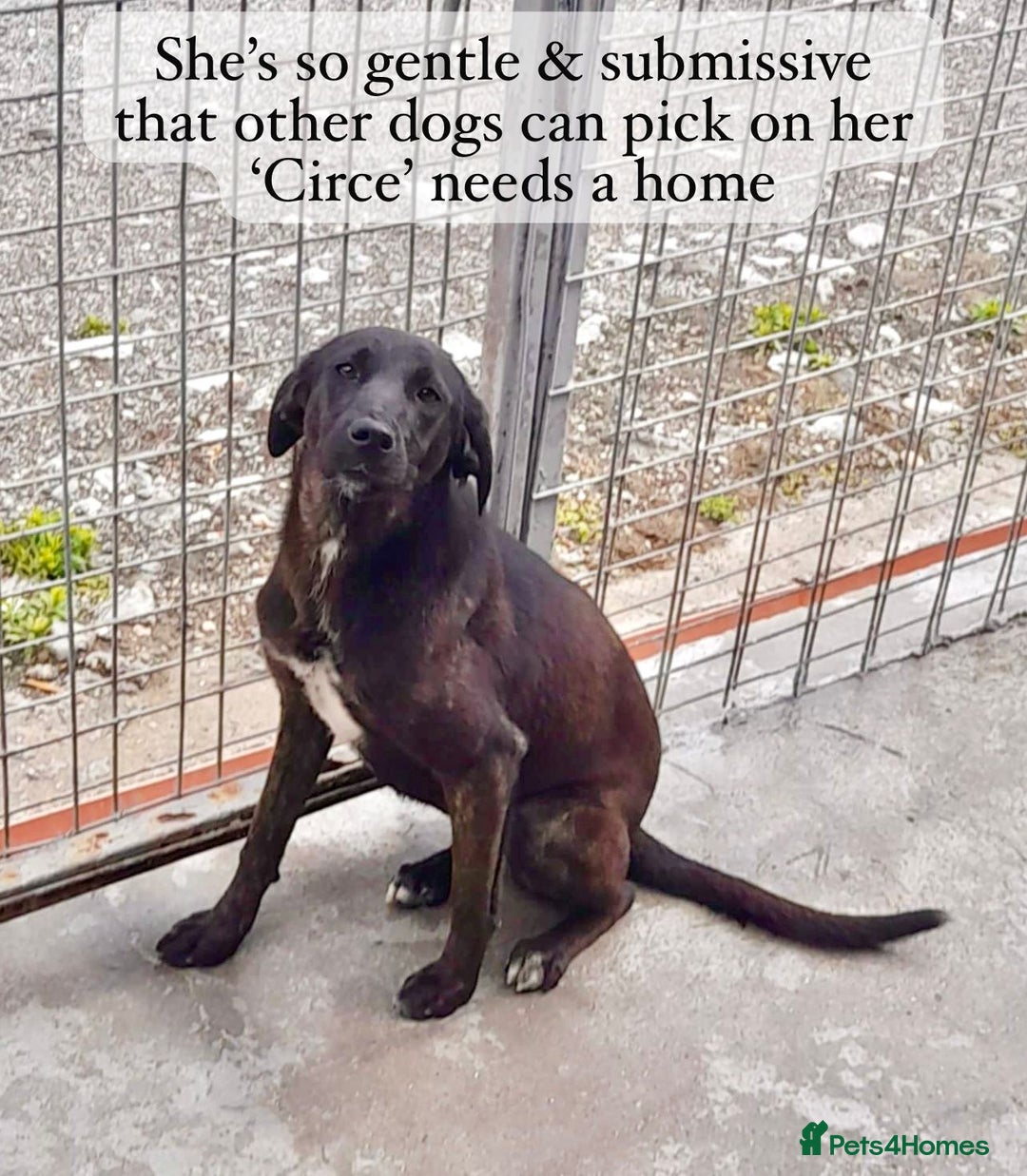 Mixed Breed dogs for adoption: Circe, approx 1 yr old. Available for adoption. - Image 3