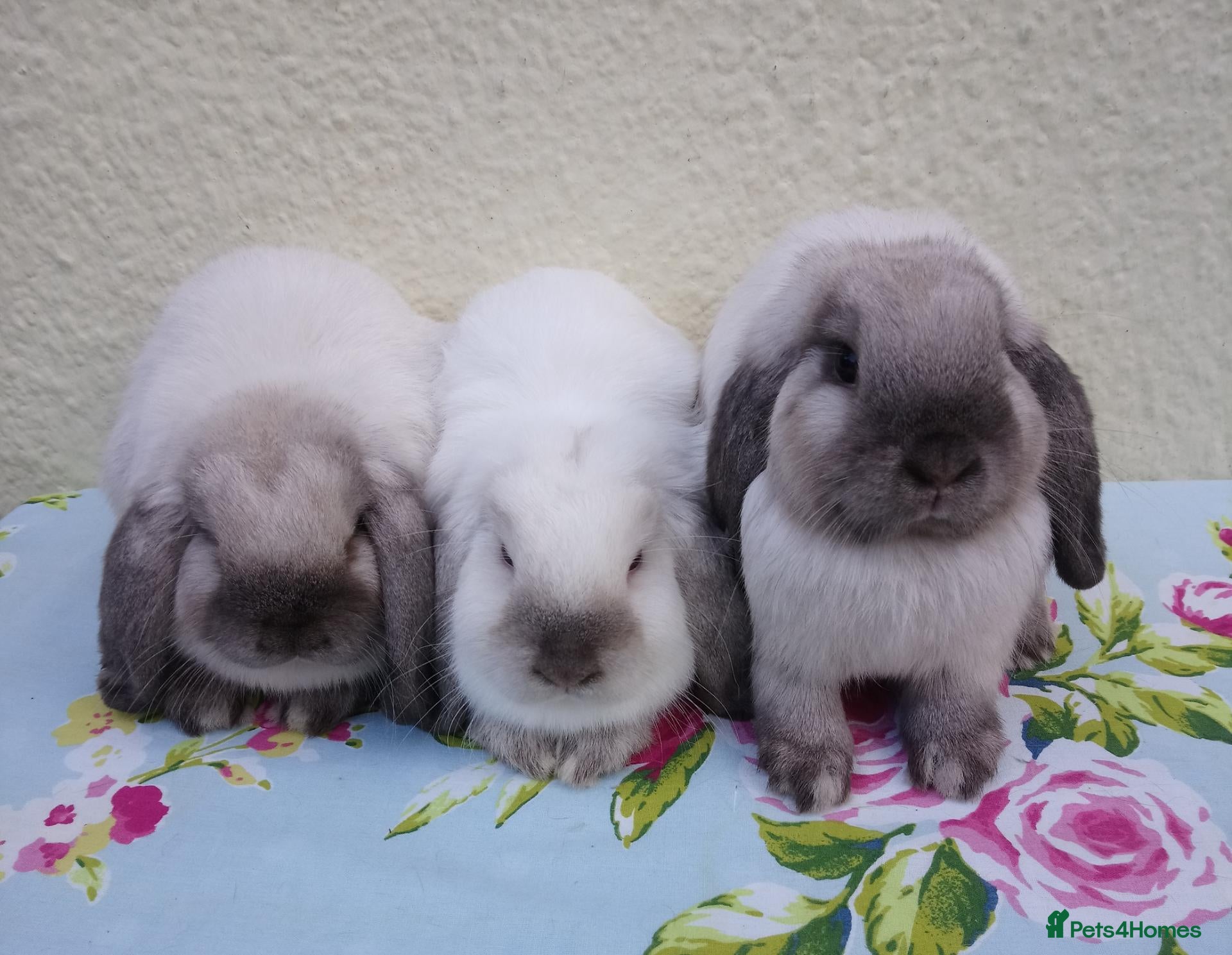 Mini Lop rabbits Pedigree Mini Lops - Advert 1