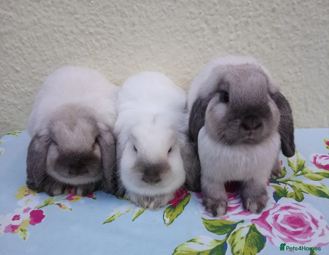 Mini Lop rabbits for sale: Pedigree Mini Lops in Tamworth - Advert 1