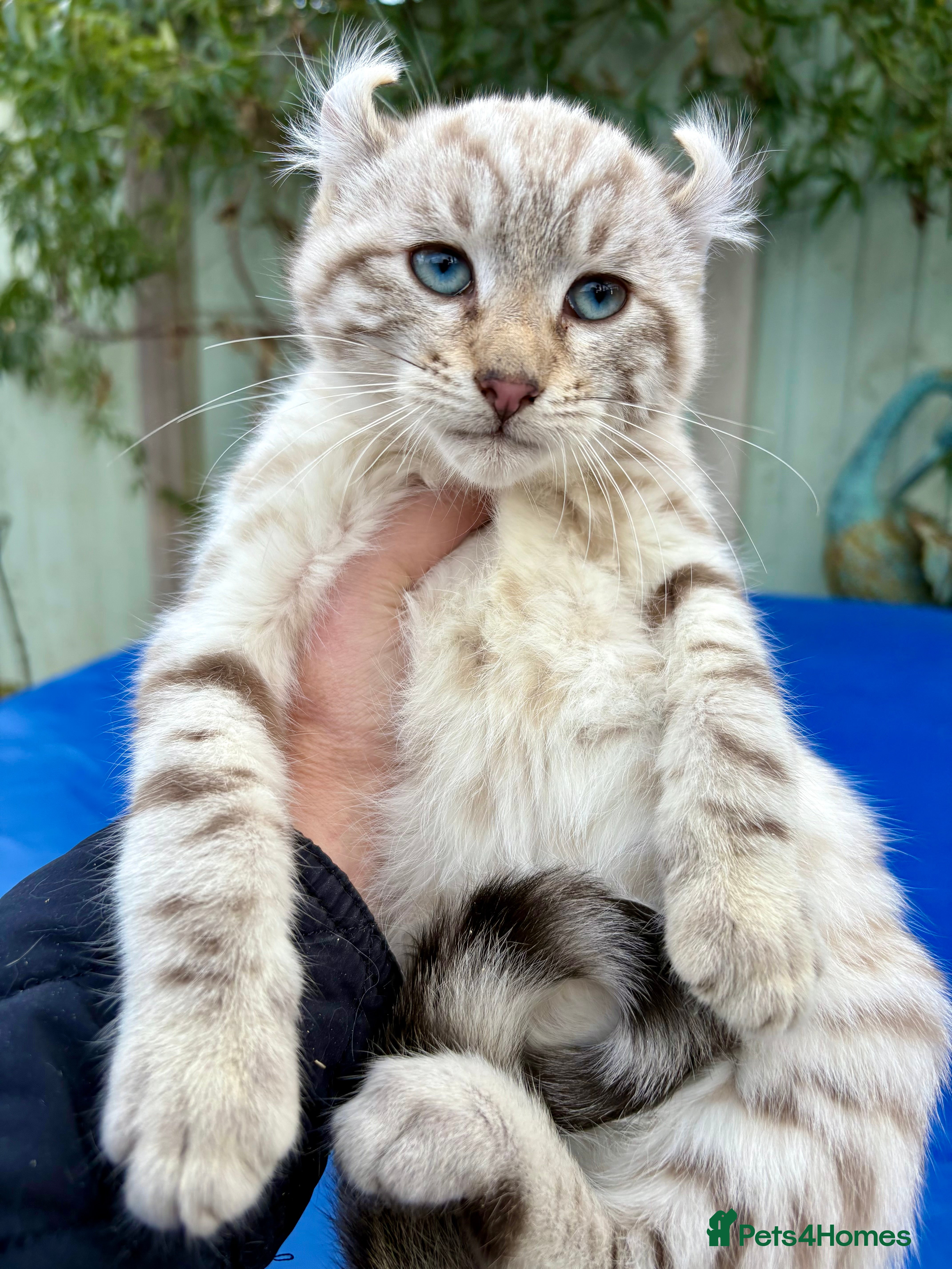 Savannah cats Superb wild looking snow leopard male  - Advert 1