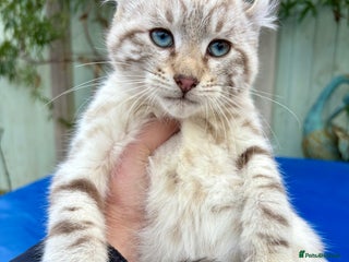 Savannah cats Superb wild looking snow leopard male - Advert 3