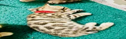 Bengal cats for sale: Amazing Bengal Kittens for sale  - Advert 5