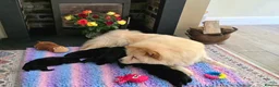 Mixed Breed dogs for sale: Gorgeous Chowador puppies. Chow x Lab - Advert 6