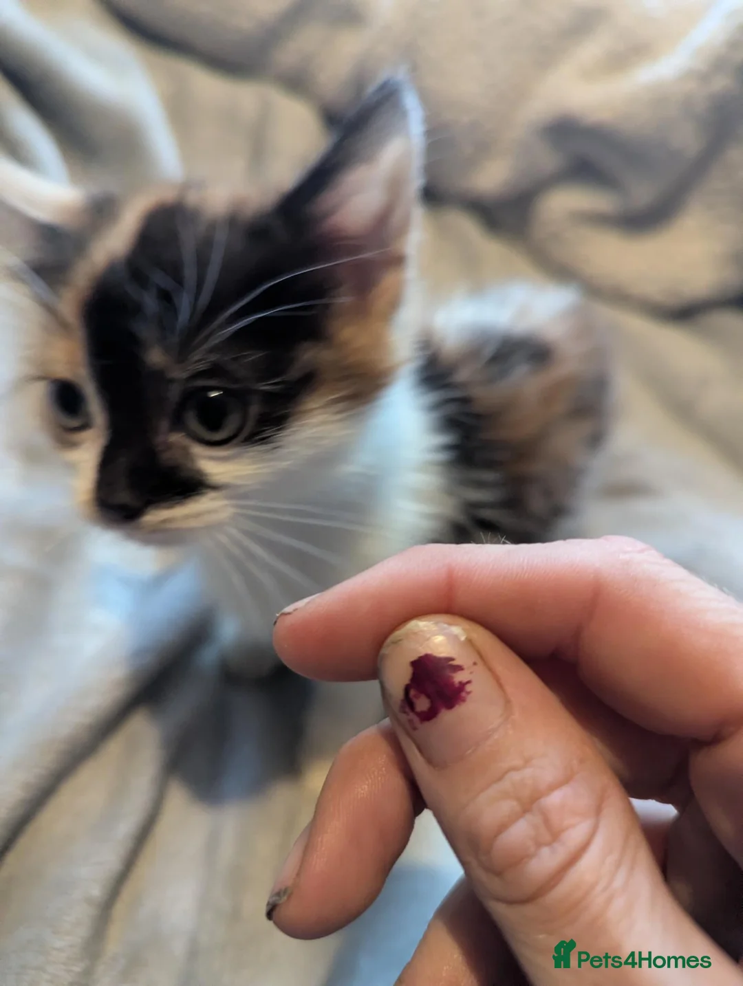 Persian cats for sale: Persian x kittens  - Advert 10