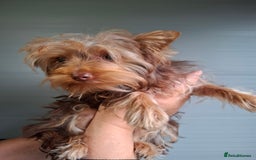 Yorkshire Terrier dogs for sale: Beautiful Toy Yorkshire Terrier puppies - Image 11