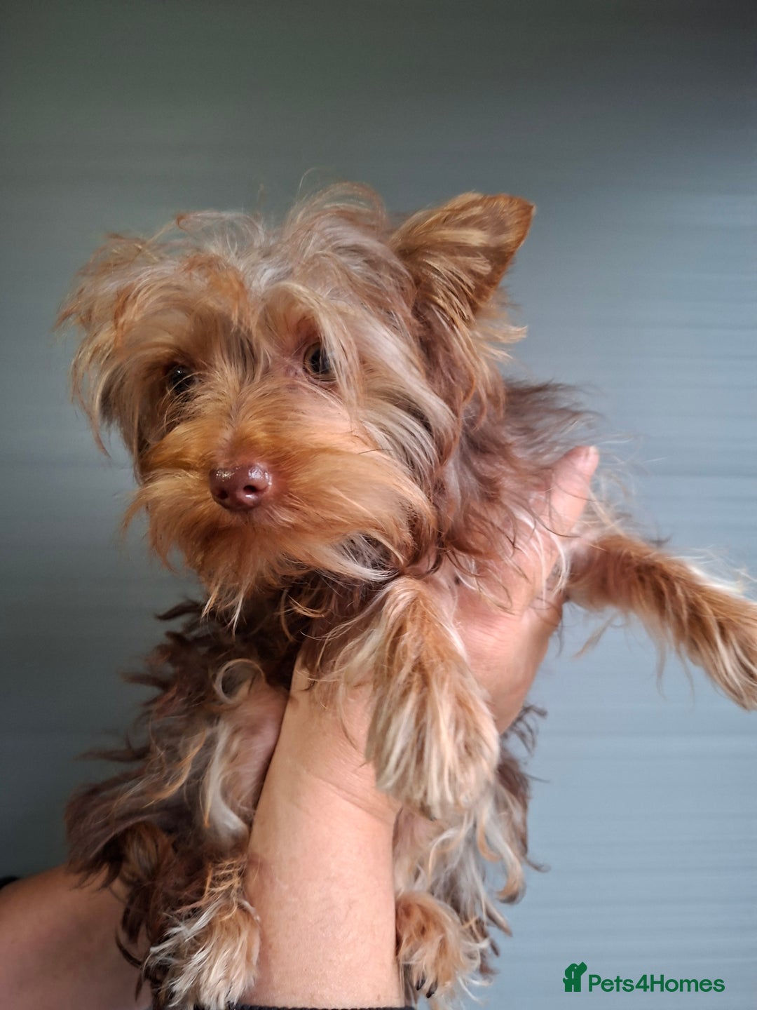 Yorkshire Terrier dogs for sale: Beautiful Toy Yorkshire Terrier puppies - Image 11