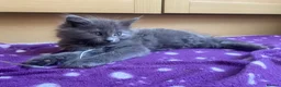British Longhair cats for sale: Beautiful British Long-Haired Boy Ready Now! - Advert 11