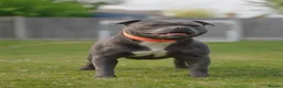 Staffordshire Bull Terrier dogs for sale: KC Blue Staffordshire Bull Terrier Puppies - Advert 3