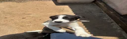 Border Collie dogs for sale: Border collie pups  - Advert 3