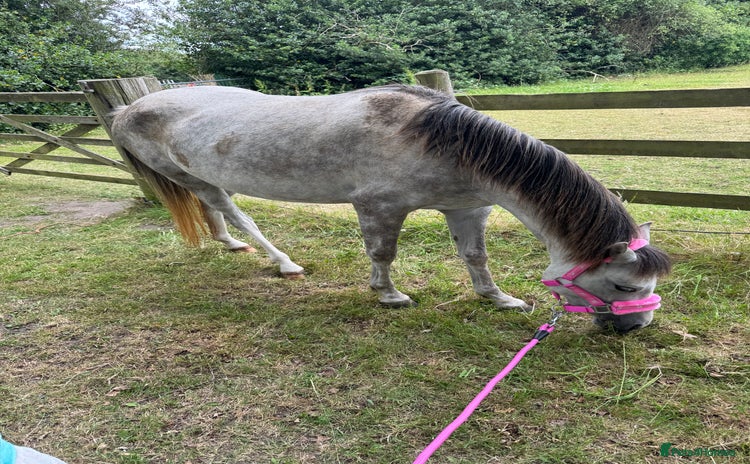 Welsh Section B horses - Advert 6