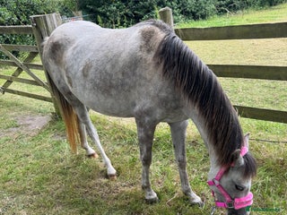 Welsh Section B horses - Advert 2