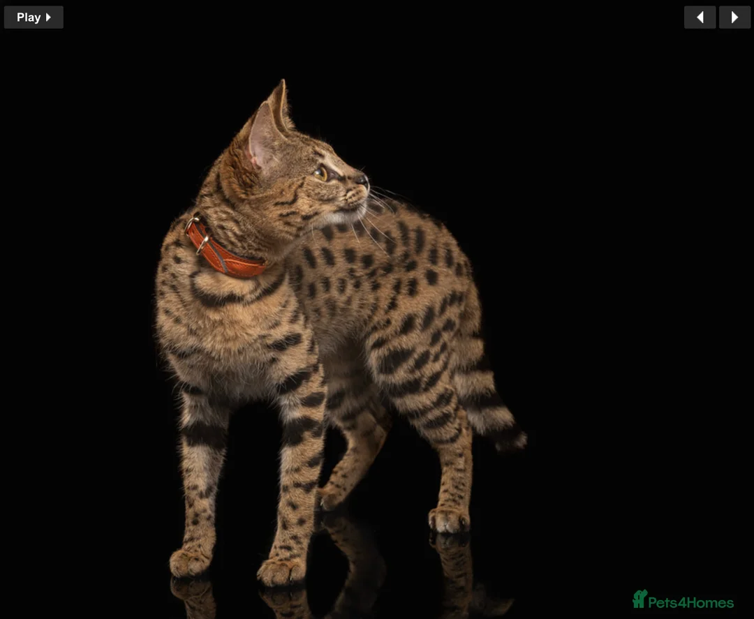 Savannah cats for sale: Stunning F1 Savannah Cat - Advert 5