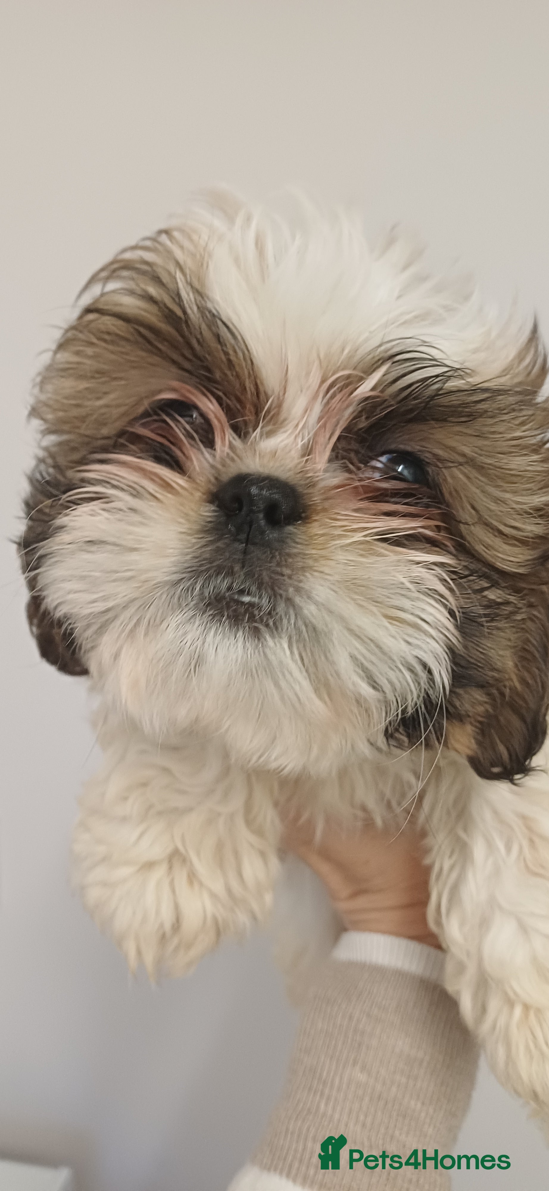Shih Tzu dogs 3 lovely girl shih tzu puppies‼️🩷🐶 1 GIRL LEFT  - Advert 1