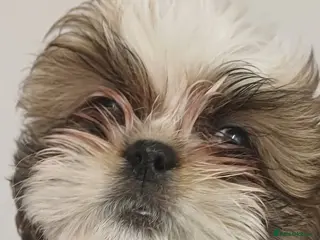 Shih Tzu dogs 3 lovely girl shih tzu puppies‼️🩷🐶 1 GIRL LEFT - Advert 1