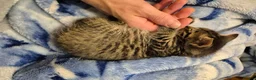 Mixed Breed cats for sale: Four playful kittens for sale - Advert 6