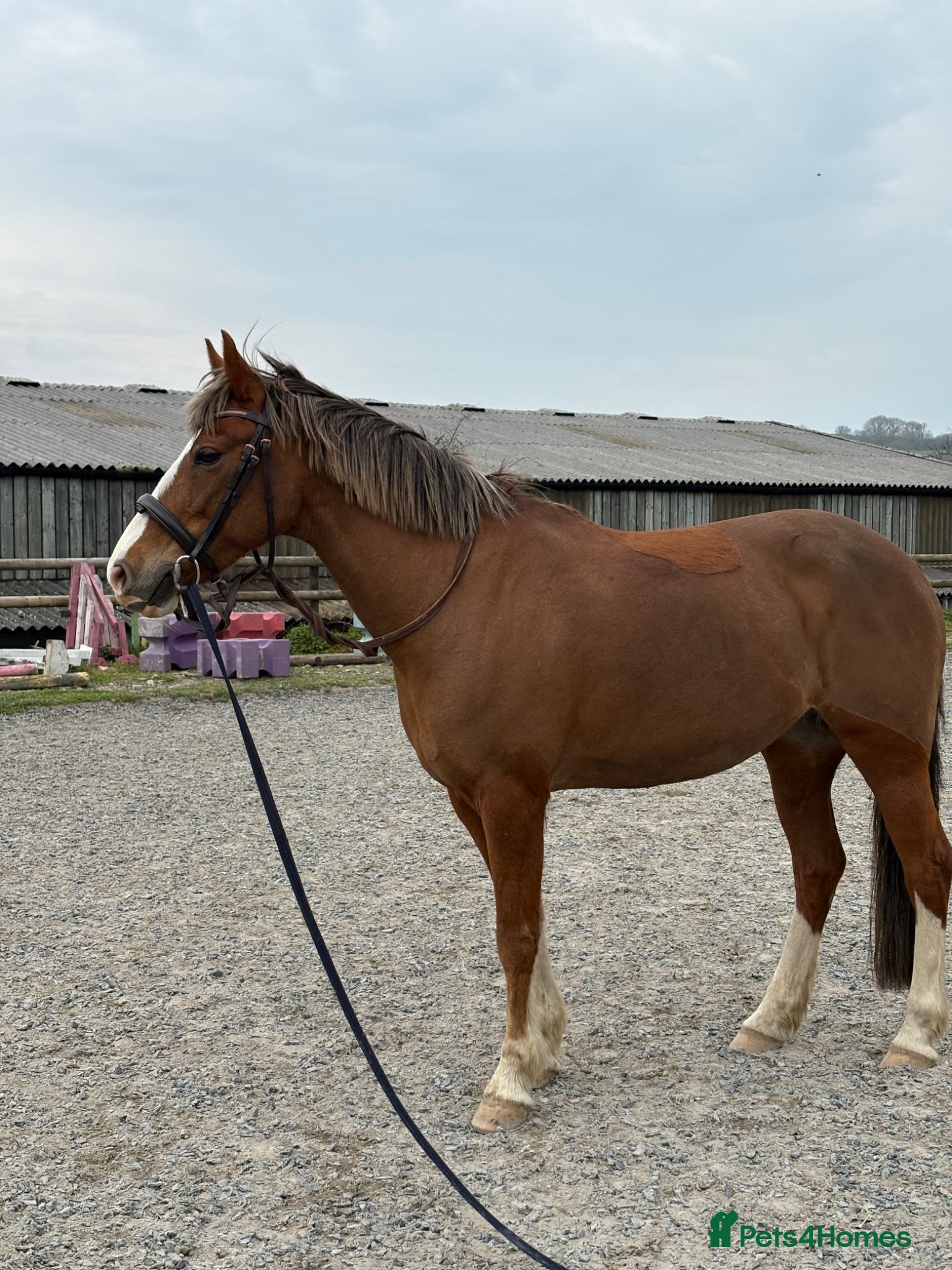 Other Breed horses Folly | 14hh | 13 y/o | quantock hill pony - Advert 1