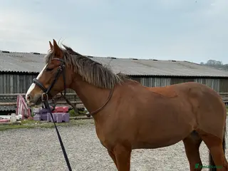 Other Breed horses Folly | 14hh | 13 y/o | quantock hill pony - Advert 1