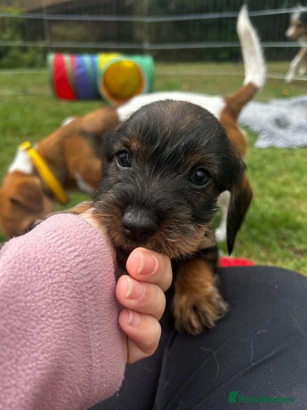 Dachshund dogs for sale: Health Tested Standard Wire Dachshunds - Advert 2