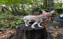 Chihuahua dogs for stud: Blue Pedigree Chihuahua for STUD - Advert 5