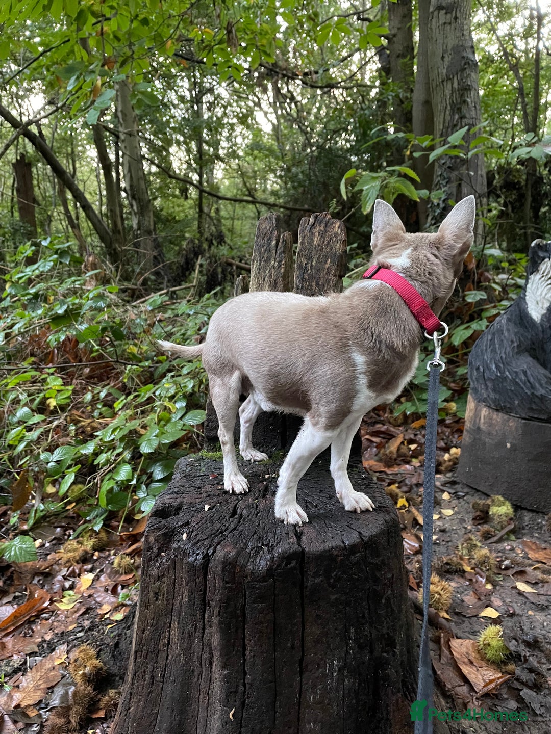 Chihuahua dogs for stud: Blue Pedigree Chihuahua for STUD - Advert 5