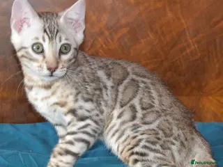 Bengal cats STUNNING SILVER MALE BENGAL CUB - Advert 6