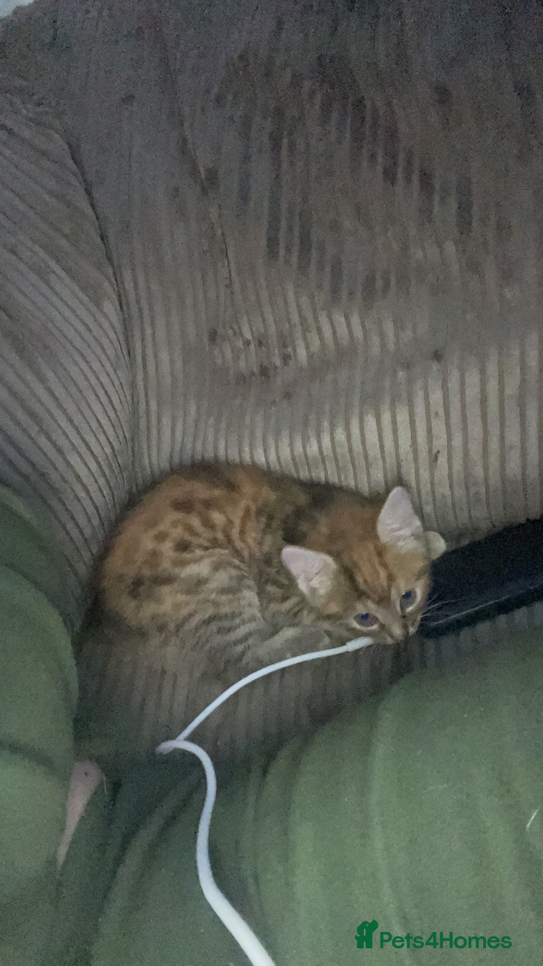 Mixed Breed cats for sale: Two female kittens read description - Advert 3