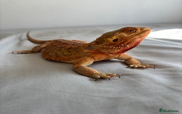 Dragon reptiles for sale: Leatherback Bearded Dragon - Image 4