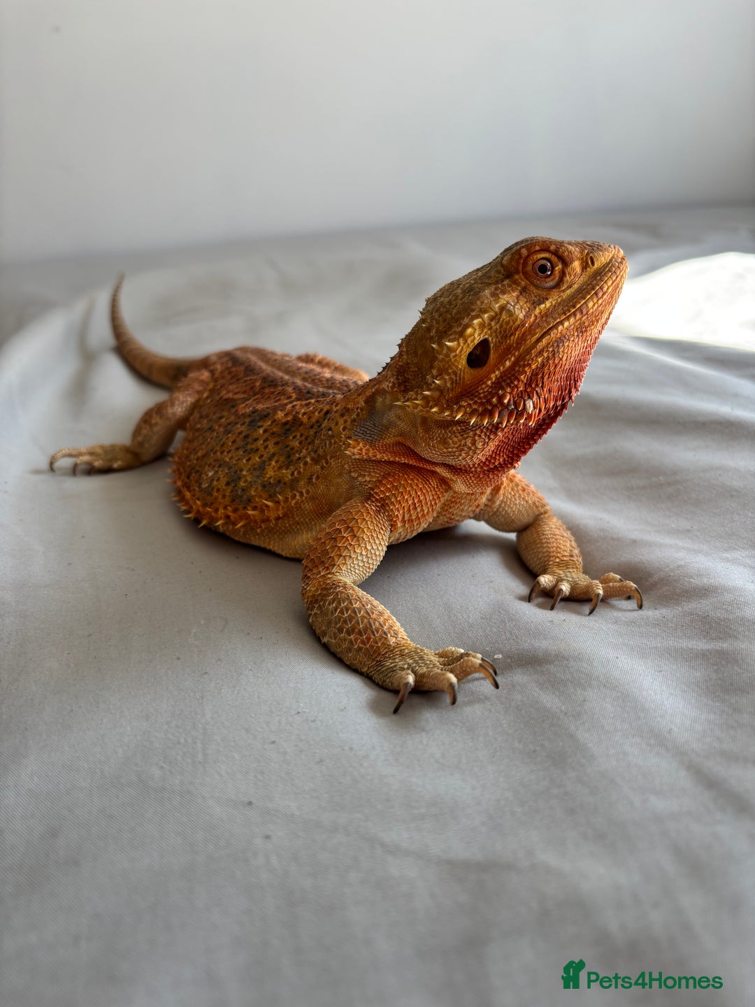 Dragon reptiles for sale: Leatherback Bearded Dragon - Image 4