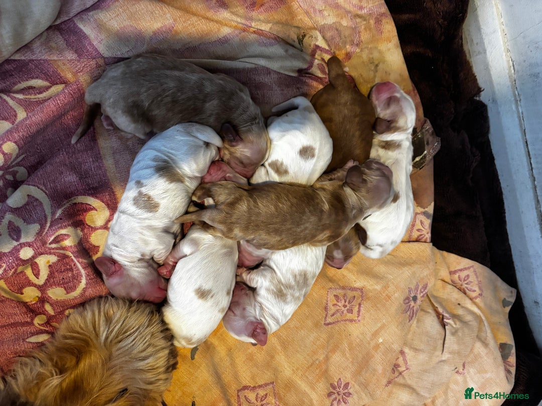 Cocker Spaniel dogs for sale: COME AND MEET US NOW Outstanding  show type - Image 12