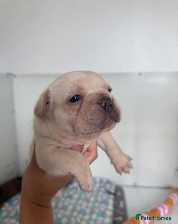 French Bulldog dogs Beautiful French Bulldog Puppies - Advert 3