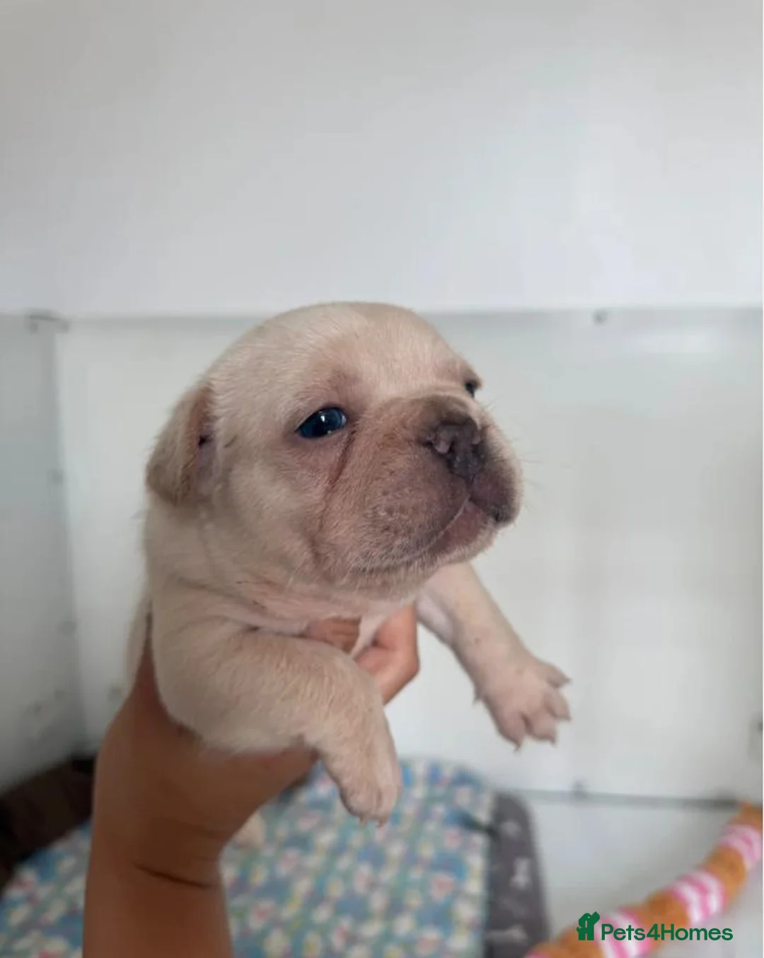 French Bulldog dogs for sale: Beautiful French Bulldog Puppies in Bath - Advert 1