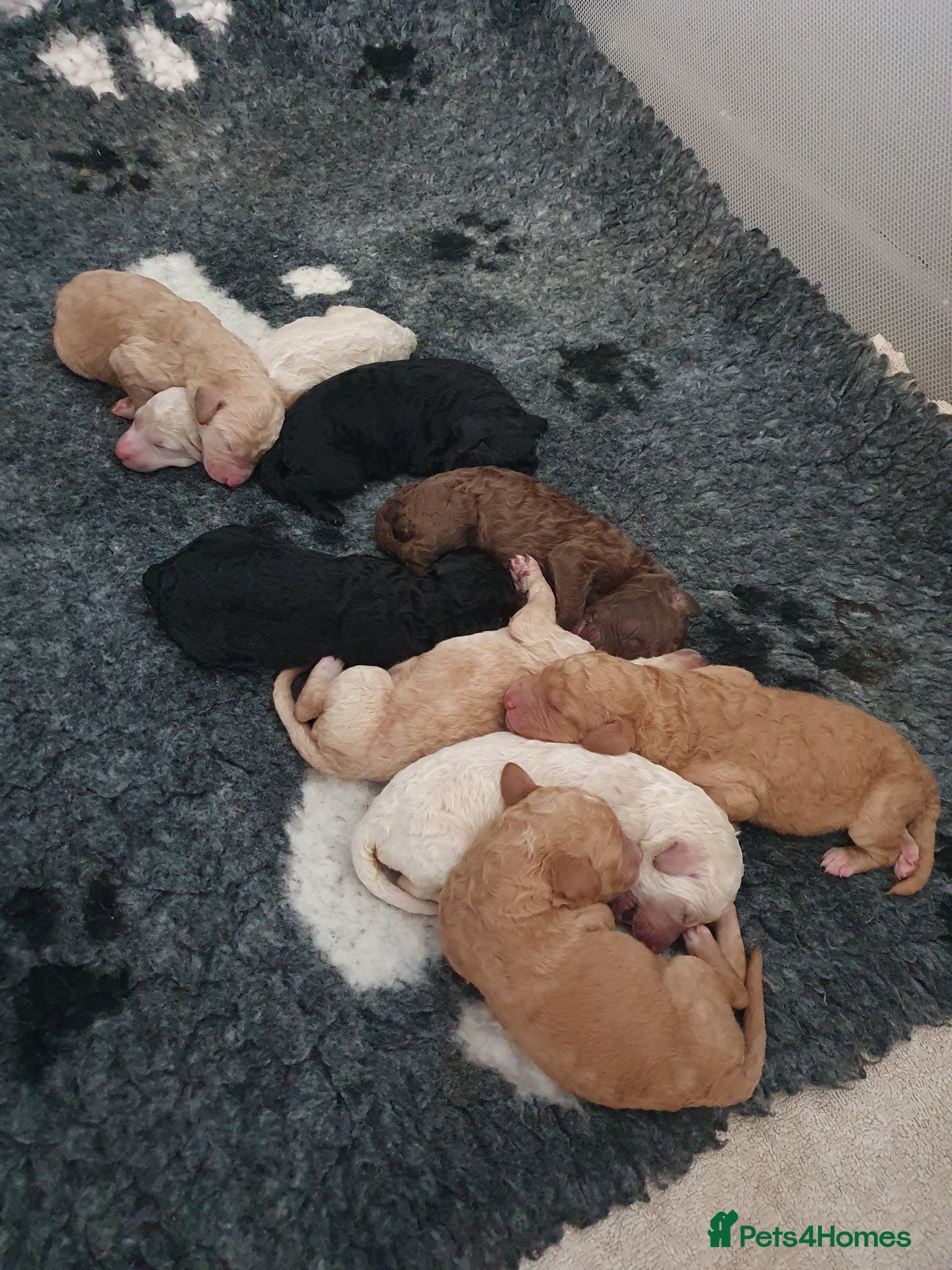Standard Poodle dogs Standard poodle puppy's kc reg - Advert 4