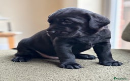 Labrador Retriever dogs for sale: 2 KC Black Lab Male Pups - Image 5