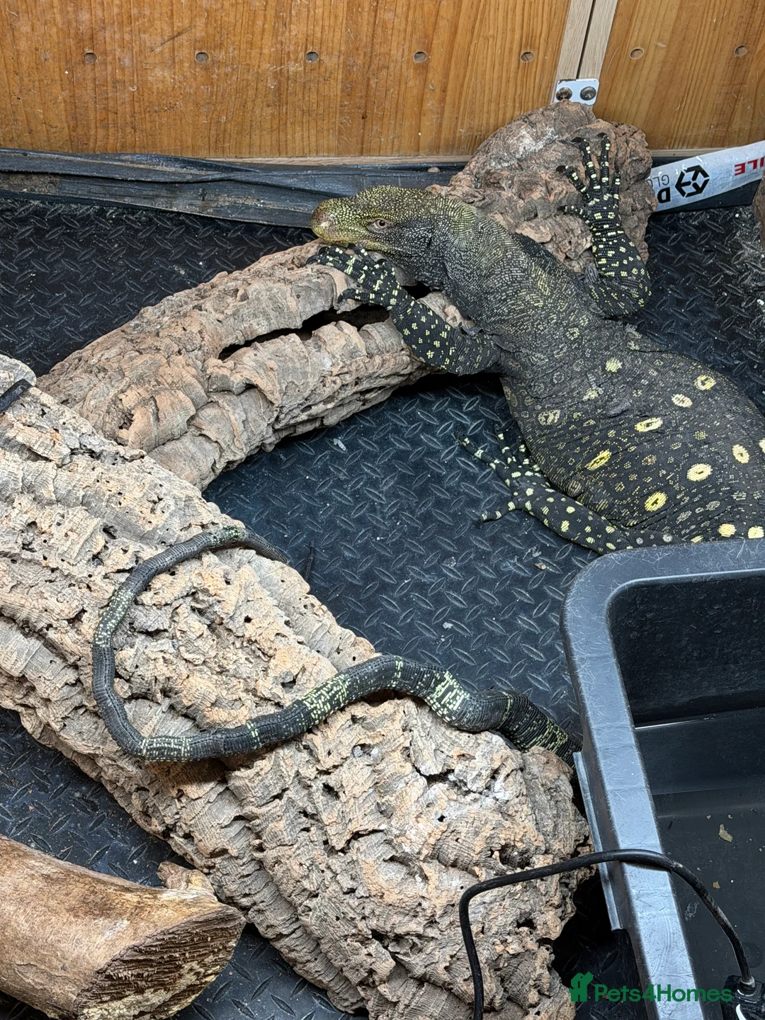 Monitor reptiles for sale: crocodile monitor for sale serious buyer only - Advert 2