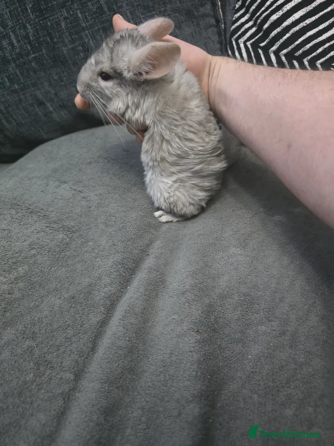 Chinchilla rodents for sale: Lovely Hetero baige Chinchilla kits  - Advert 11