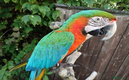 Macaws birds for sale: Harlequin macaw female 5y old Very tame free flyer - Advert 6