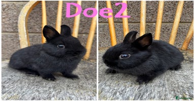 Netherland Dwarf rabbits - Advert 1
